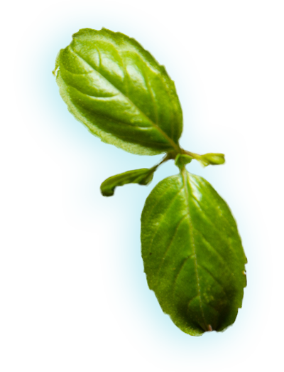 basil